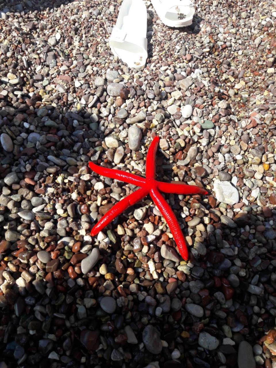 Sea Star Apartment Dobra Voda Eksteriør billede